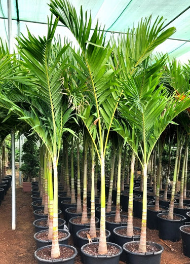 Veitchia merrillii – Manila Palm (Christmas Palm)